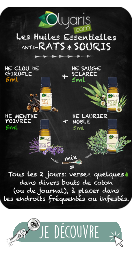 Huile Essentielle de Menthe Poivrée contre les Rats - Olyaris